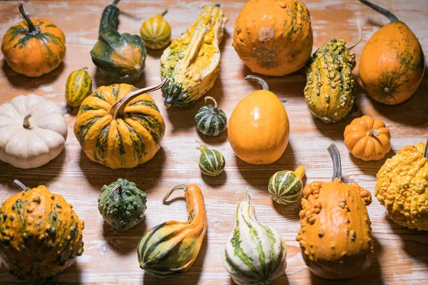 Många Pumpa Och Squash Urval — Stockfoto