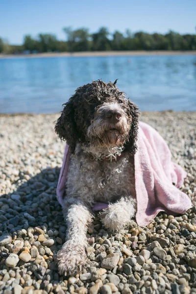 Plajda Yüzdükten Sonra Lagot Romagnolo Dog — Stok fotoğraf