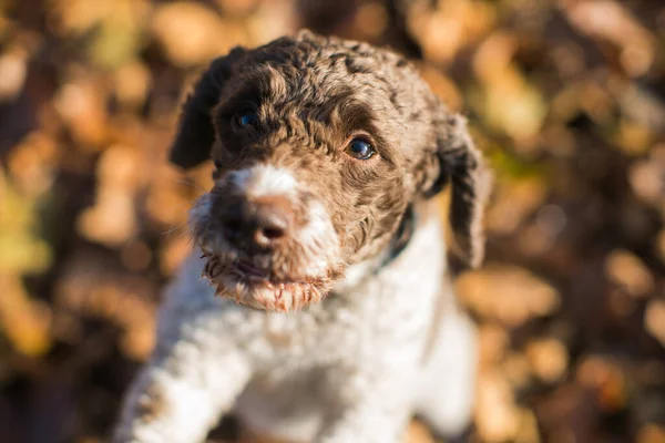 Arkasında Sarı Sonbahar Yaprakları Olan Lagotto Romagnolo Köpeği — Stok fotoğraf