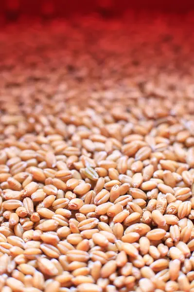 Зерна Пшеницы Выливающиеся Контейнера — стоковое фото