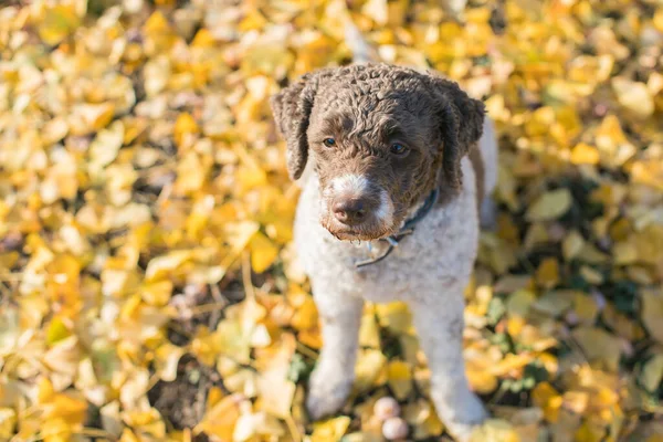 Arkasında Sarı Sonbahar Yaprakları Olan Lagotto Romsgnolo — Stok fotoğraf