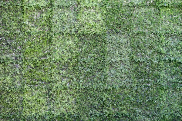 yapay çim dekoratif duvar arkaplanı