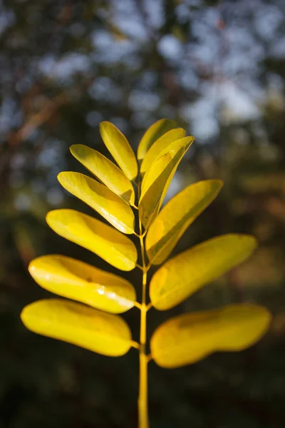 Décoratif Jaune Feuilles Fond — Photo