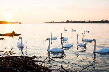 Nehirde yüzen beyaz kuğular