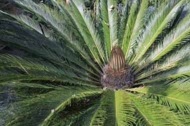 Üstteki palmiye ağacının ayrıntıları