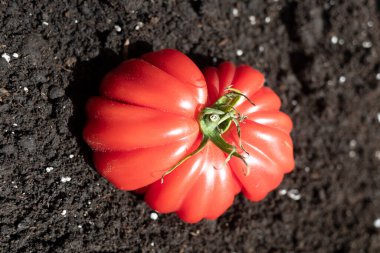Biftek kırmızı domates, karanlık bahçe toprağında.