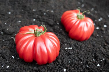 Biftek kırmızı domatesler karanlık bahçe toprağında