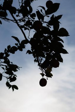 Dallardan sarkan siluetli limonlar bulutlu gökyüzüne karşı