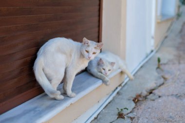İki beyaz kedi Yunanca bir basamakta dinleniyor