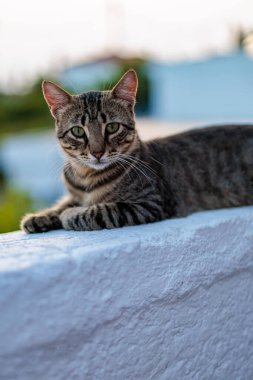 Öğleden sonra beyaz bir duvarda dinlenen tekir kedi..