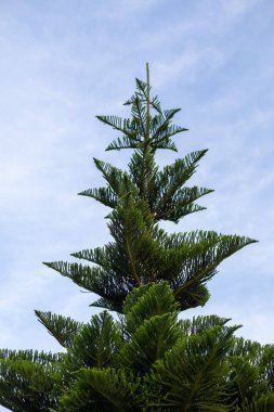 Güneşli bir günde mavi gökyüzüne karşı yeşil çam ağacı