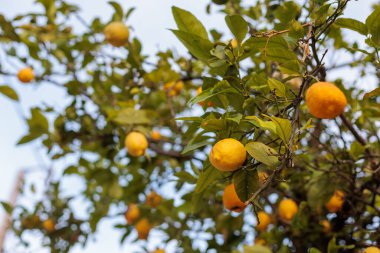 Olgun limonlar güneşli bir günde narenciye dalından sarkan