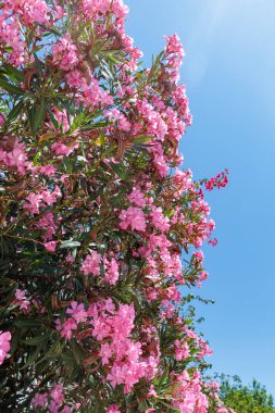 Pembe çiçekli çalılar açık mavi bir gökyüzünün altında, gün ışığında.