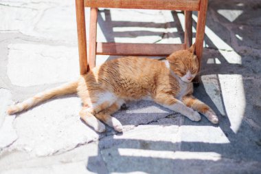 Güneşli bir günde tahta mobilyaların altında dinlenen kızıl bir kedi.