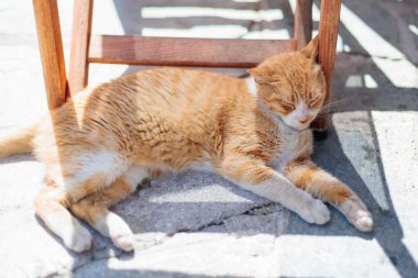 Kızıl kedi güneşli bir günde ahşap mobilyaların altında dinleniyor.