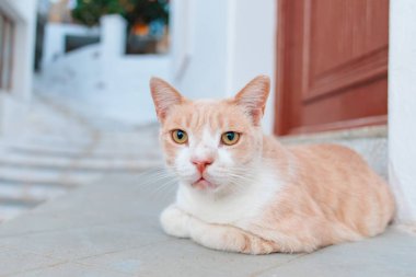 Resimli bir kaldırım taşının tepesinde kızıl kediyi rahatlatıyor.