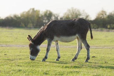 Kırsal bir ortamda güneşli bir öğleden sonra çimenlikte eşek otluyor.