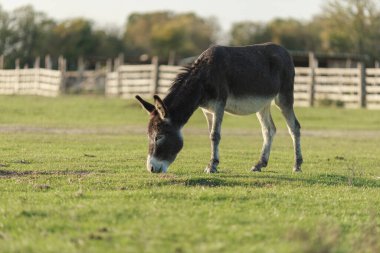 Otlakta otlayan eşek.