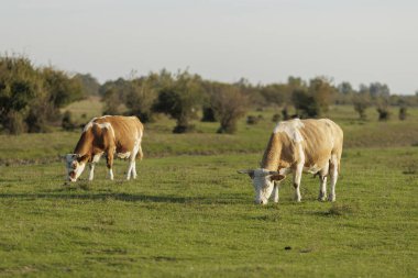 İnekler yemyeşil bir alanda huzur içinde otluyor.