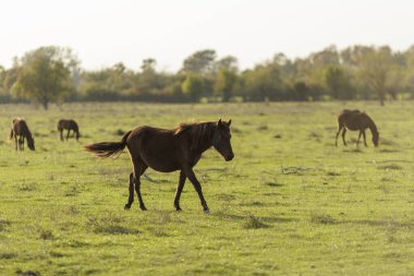 Kırsal kesimde öğleden sonra güneşli bir çayırda huzur içinde otlayan atlar.