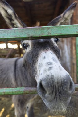 Çiftliğin yeşil kapısından bakan bir eşeğin yakın çekimi.