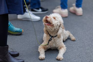 Lagotto Romagnolo köpeği, insanların ayaklarının yanındaki kaldırımda bir anlık gevşemeyi sever.
