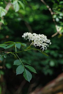 Mürver çiçekleri yaz başında sakin bir ormanlık alanda çiçek açar.
