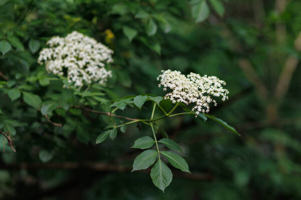 Elderflower blooms brighten the foliage in a serene woodland setting during early summer