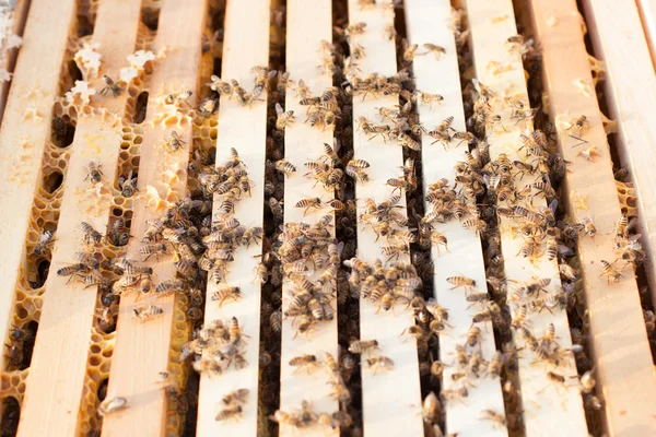 Wooden hive frame with bees — Stock Photo, Image