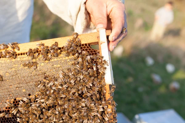 Demonstration about bee keeping — Stock Photo, Image