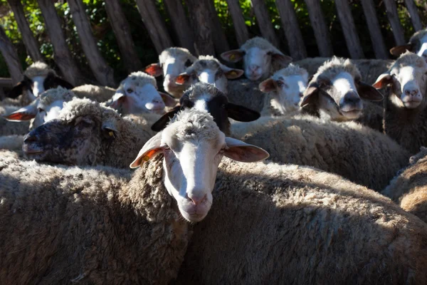 Owce w owczarni — Zdjęcie stockowe