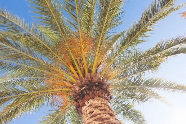 Palma sotto il cielo blu — Foto Stock