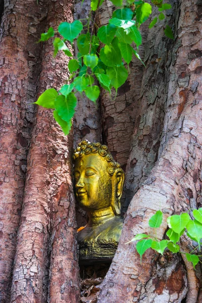 Buddha testa nell'albero Bodhi — Foto Stock
