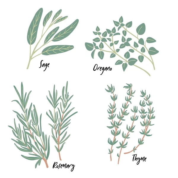 Fresh green culinary and medicinal Mediterranean herbs set isolated on white background. Thyme, sage, rosemary twigs, oregano. Vector food design elements for kitchen, packaging, prints, postcards — Vector de stock