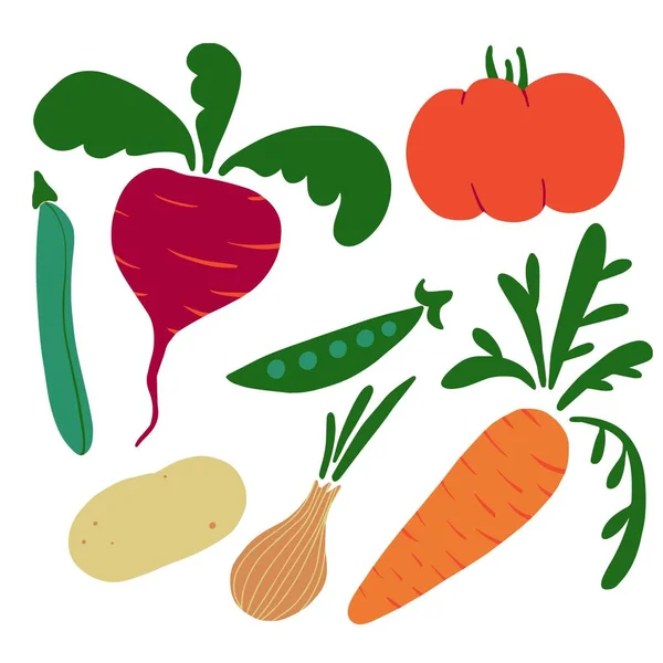Verão e outono vegetais conjunto vetor ilustração isolado em branco com tomate, cenoura, cebola, batata, ervilhas verdes, beterraba e feijão —  Vetores de Stock