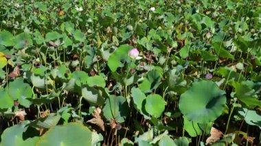 Doğal Lotus gölet Blooms ile