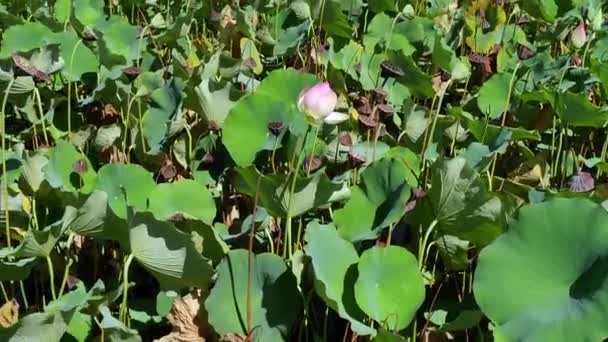 Γραφική Lotus λιμνούλα με τις ανθίσεις — Αρχείο Βίντεο