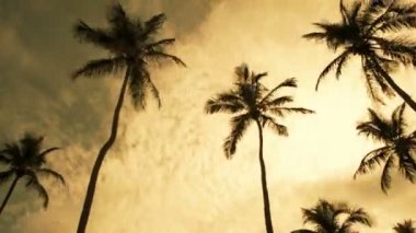 Rüzgârlı Palms ağaçlar