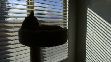 Sürünen gölgeler ile penceresinde kedi