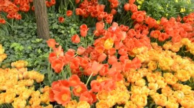 Doğal Çiçek Bahçesi