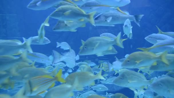 Duże akwarium akwarium na Bahamach — Wideo stockowe