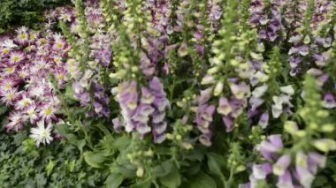 Las Vegas'ta doğal Çiçek Bahçesi