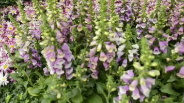 Doğal Çiçek Bahçesi