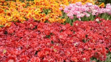 Doğal Çiçek Bahçesi