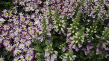 Las Vegas'ta doğal Çiçek Bahçesi