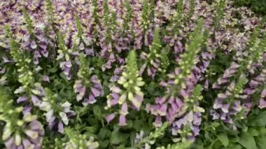 Doğal Çiçek Bahçesi