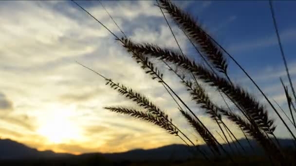 Quenouilles pendant le coucher du soleil — Video