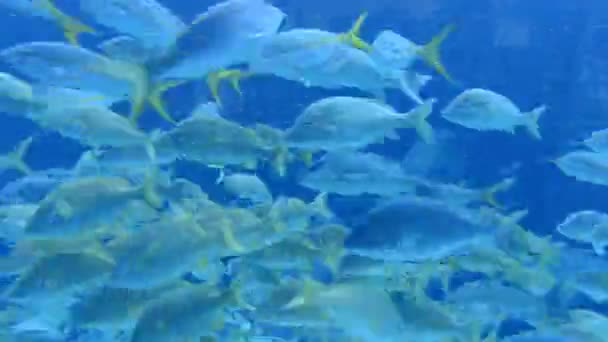 Duże akwarium akwarium na Bahamach — Wideo stockowe