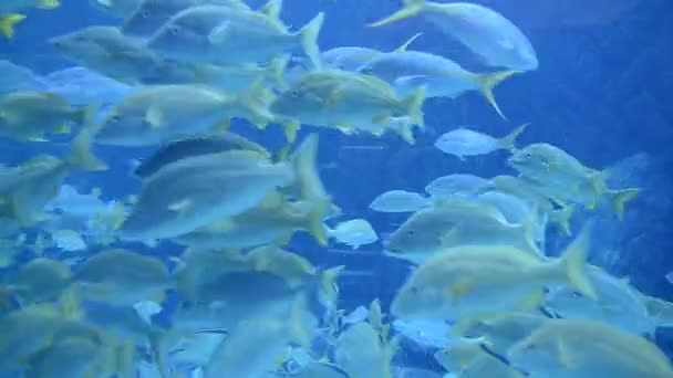 Große Aquarienfischbecken auf den Bahamas — Stockvideo