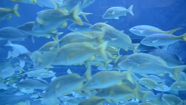 Gran acuario tanque de peces en las Bahamas — Vídeos de Stock